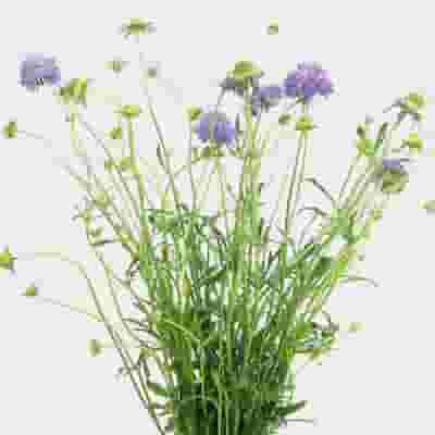 Lavender Scabiosa  Flowers (10 Bunches)