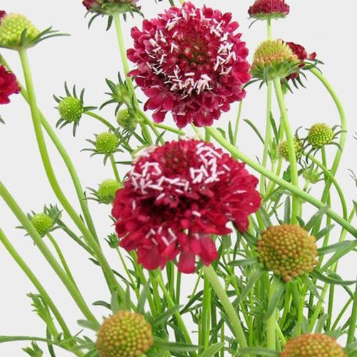 Wholesale flowers prices - buy Red Scabiosa Flowers (10 Bunches) in bulk