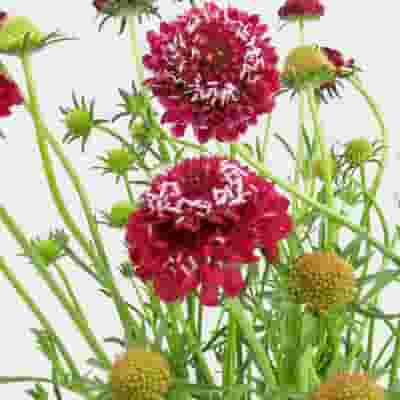 Red Scabiosa Flowers (10 Bunches)