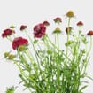 Red Scabiosa Flowers (10 Bunches)