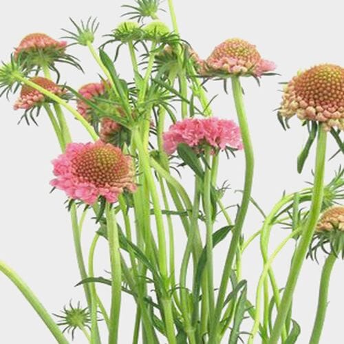 Bulk flowers online - Pink Scabiosa Flowers (10 Bunches)