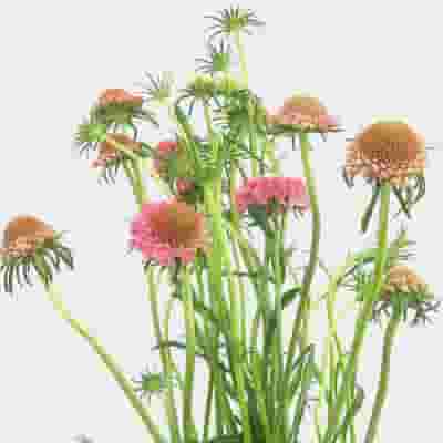 Pink Scabiosa Flowers (10 Bunches)