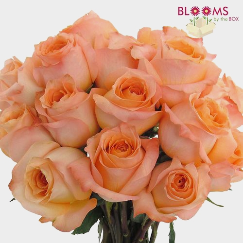 Rose Coral Reef 40cm Wholesale Blooms By The Box