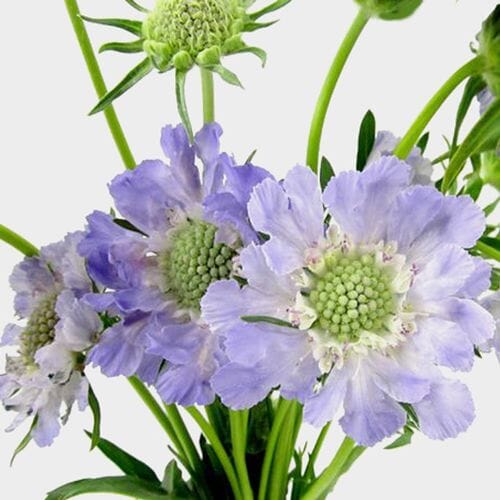 Bulk flowers online - Blue Scabiosa Flowers (10 Bunches)
