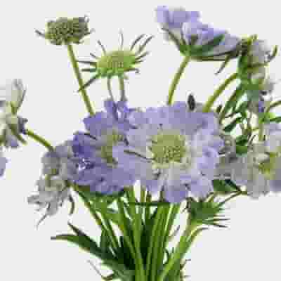 Blue Scabiosa Flowers (10 Bunches)