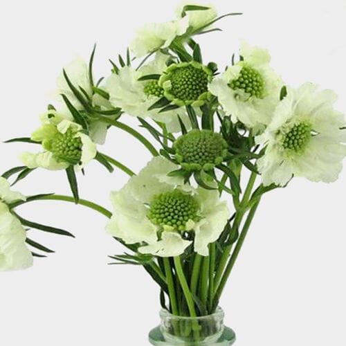 Bulk flowers online - White Scabiosa Flower (10 Bunches)