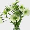 White Scabiosa Flower (10 Bunches)