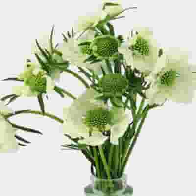 White Scabiosa Flower (10 Bunches)