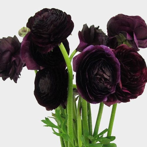 Wholesale flowers prices - buy Purple Ranunculus Flower in bulk