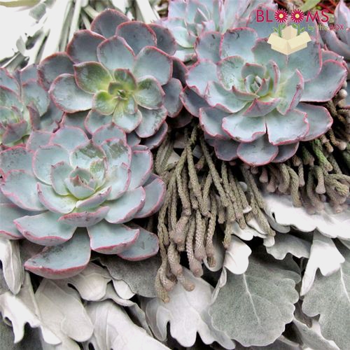 Elegant Succulents & Silver DIY Flower Pack