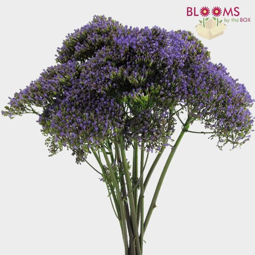 Purple Filler Flowers Bulk Pack Wholesale Blooms By The Box