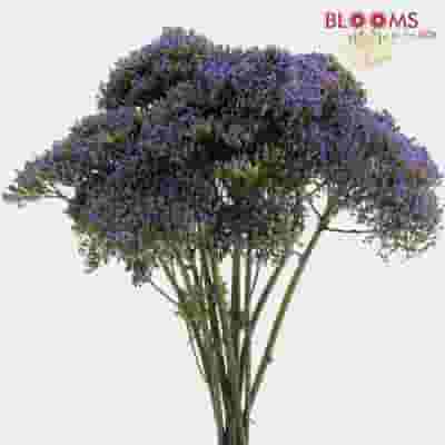Purple Filler Flowers Bulk Pack