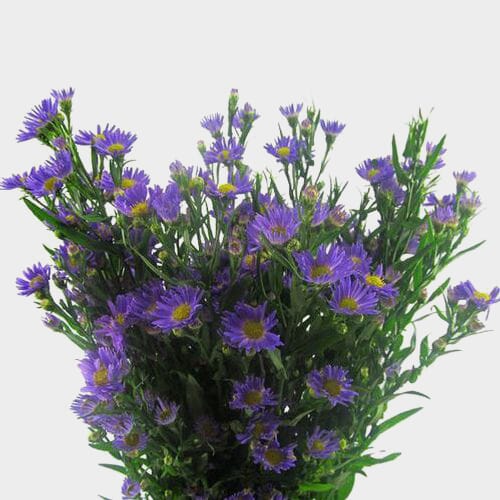Purple Filler Flowers Bulk Pack Wholesale Blooms By The Box