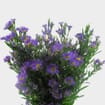 Purple Filler Flowers Bulk Pack