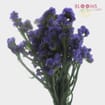 Purple Filler Flowers Bulk Pack