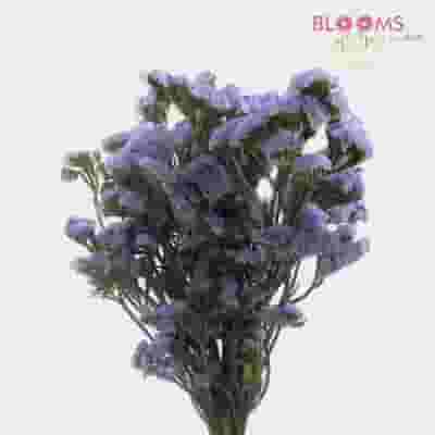 Purple Filler Flowers Bulk Pack