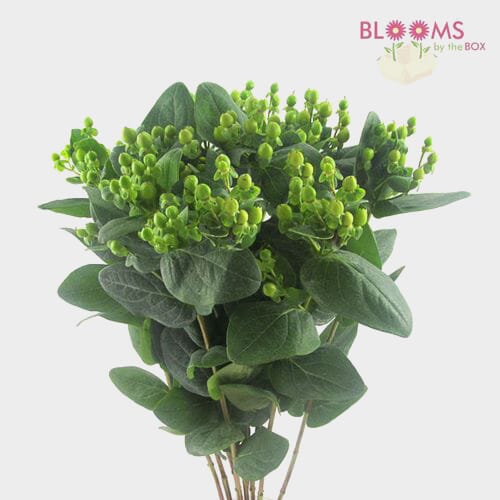 Green Filler Flowers Bulk Pack Wholesale Blooms By The Box