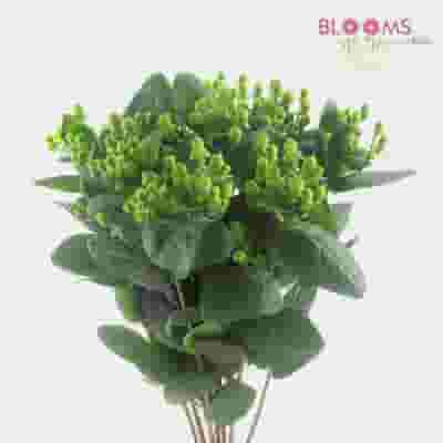 Green Filler Flowers Bulk Pack