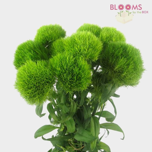 Green Filler Flowers Bulk Pack