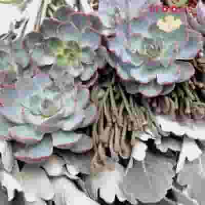 Elegant Succulents & Silver DIY Flower Pack