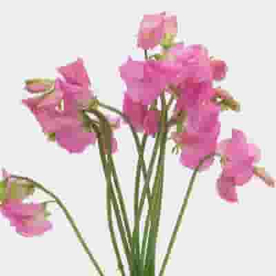Sweet Pea Pink (10 Bunches)