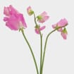 Sweet Pea Pink (10 Bunches)