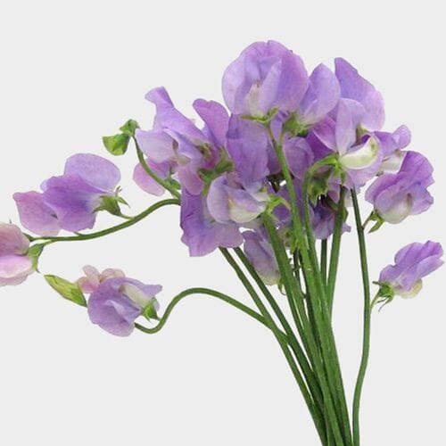 Image of Sweet pea purple flower