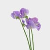 Purple Sweet Pea Flowers (10 Bunches)