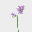 Purple Sweet Pea Flowers (10 Bunches)