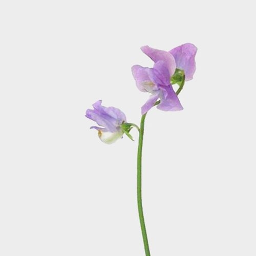 Purple Sweet Pea Flowers (10 Bunches)