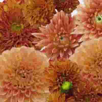Dahlias 5 Bunch - Oranges