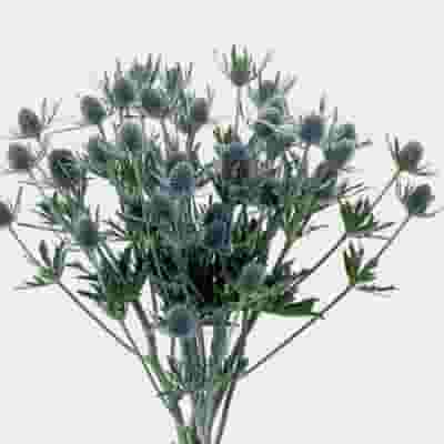 Blue Filler Flowers Bulk Pack Wholesale Blooms By The Box Blue Filler Flowers Bulk Pack Wholesale Blooms By The Box