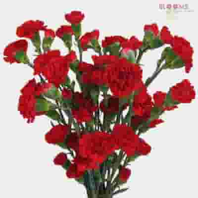 Red Filler Flowers Bulk Pack