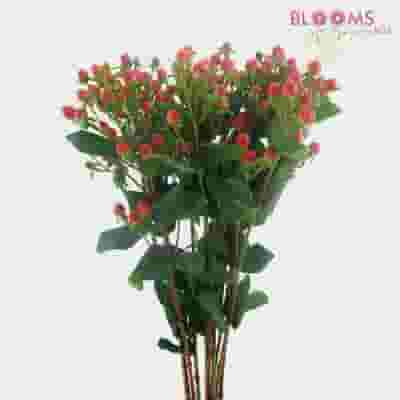 Red Filler Flowers Bulk Pack