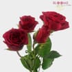 Red Filler Flowers Bulk Pack