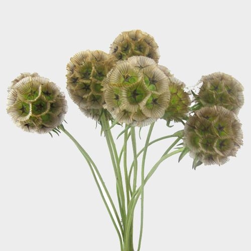 Modern Filler Flowers Bulk Pack