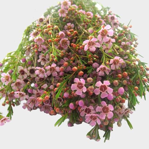 Wholesale flowers prices - buy Pink Filler Flowers Bulk Pack in bulk