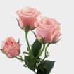 Pink Filler Flowers Bulk Pack