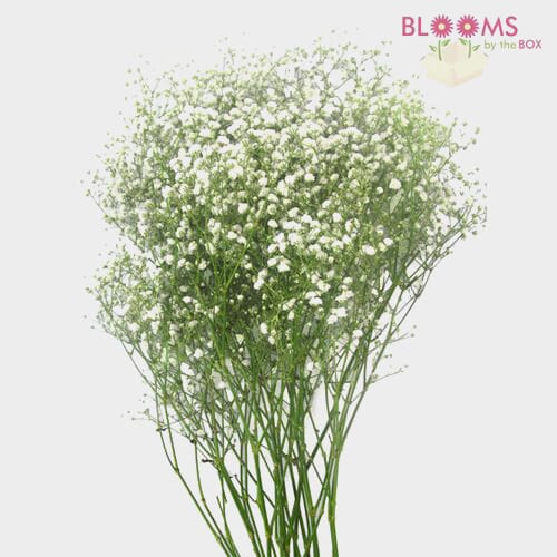 Wholesale flowers: Classic White Fillers Bulk Pack