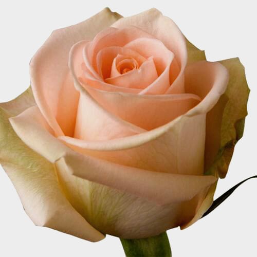 Bulk flowers online - Rose Tiffany  50 Cm.