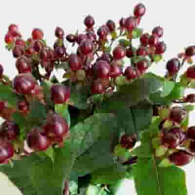 Hypericum Burgundy Flowers