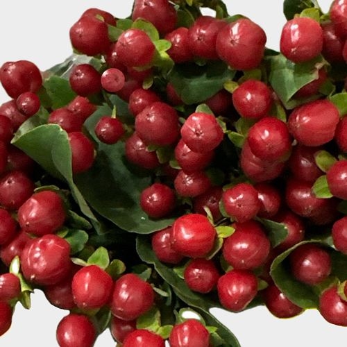 Hypericum Burgundy Flowers