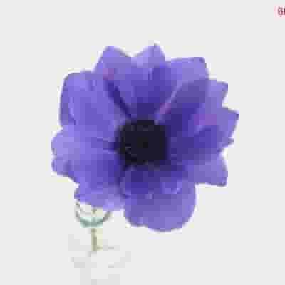 Assorted Winter Anemones 5 Bunch X 10 Stem Box (50 Stems)