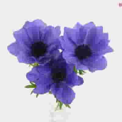 Assorted Winter Anemones 5 Bunch X 10 Stem Box (50 Stems)