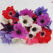 Assorted Winter Anemones 5 Bunch X 10 Stem Box (50 Stems)