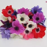 Assorted Anemones 5 Bunch X 10 Stem Box (50 Stems)