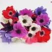 Assorted Winter Anemones 10 Bunch X 10 Stem Box (100 Stems)