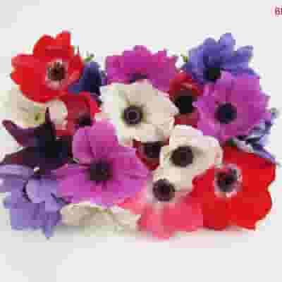 Assorted Winter Anemones 10 Bunch X 10 Stem Box (100 Stems)