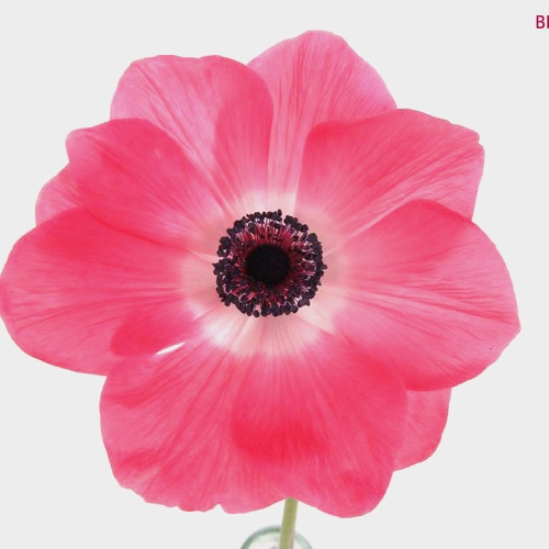 Assorted Anemones 10 Bunch X 10 Stem Box (100 Stems)