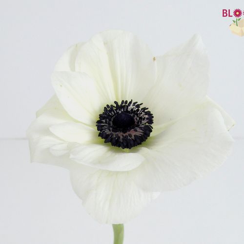 Assorted Anemones 10 Bunch X 10 Stem Box (100 Stems)